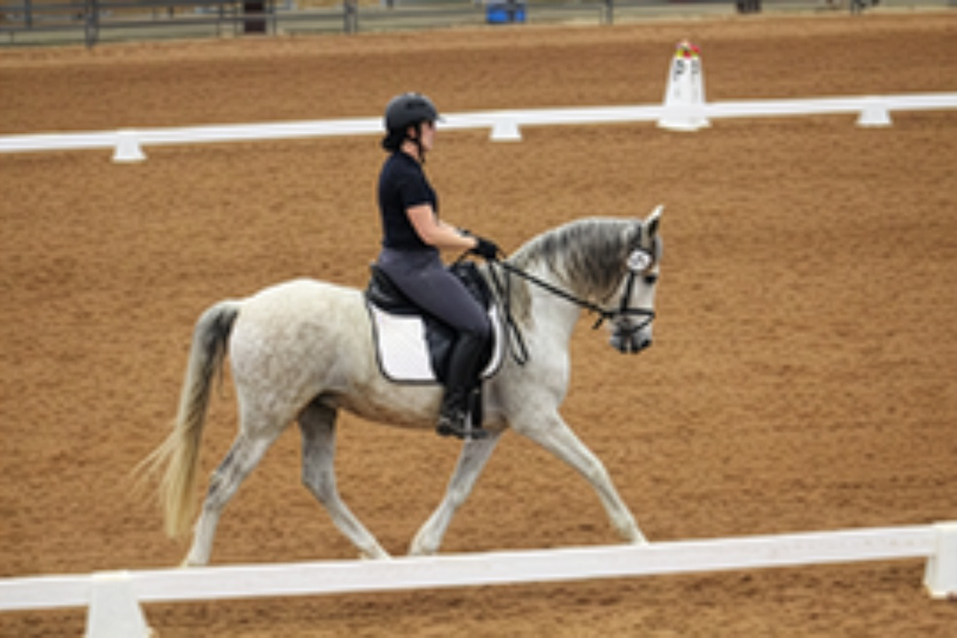 Una persona con casco negro montando un caballo gris por la baranda de una arena de doma con tablas blancas de límite.