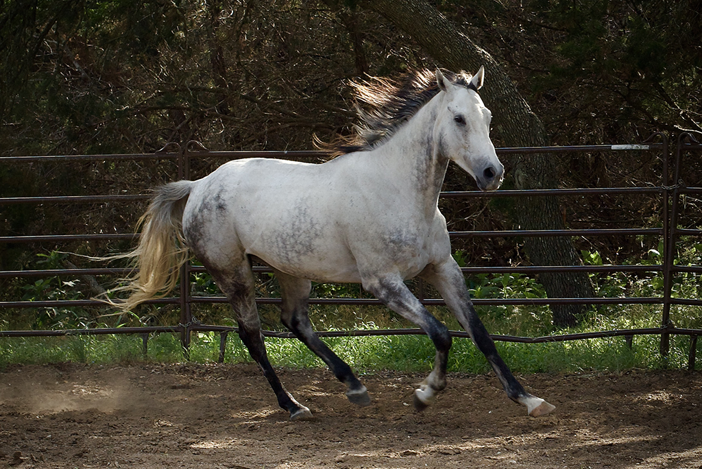 Un caballo gris trotando suelto en un corral redondo rodeado de paneles metálicos y árboles de sombra.