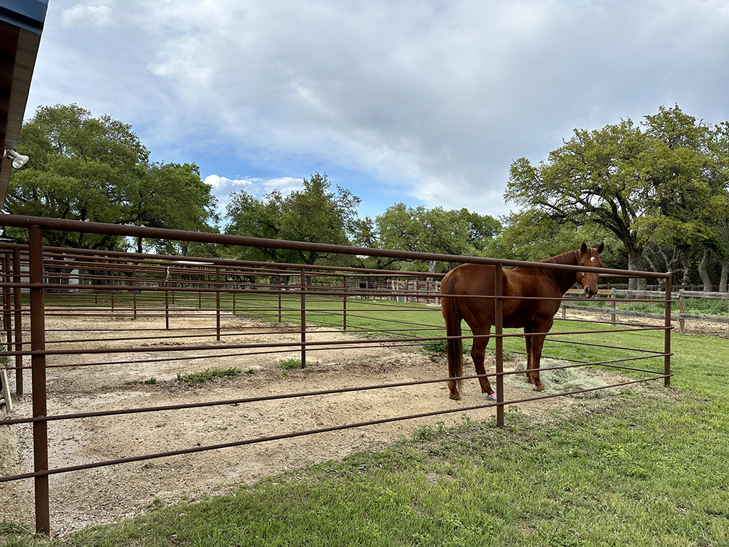 Un caballo alazán de pie en un paddock cercado detrás de la caballeriza de Blue Moon Farm bajo un cielo nublado.