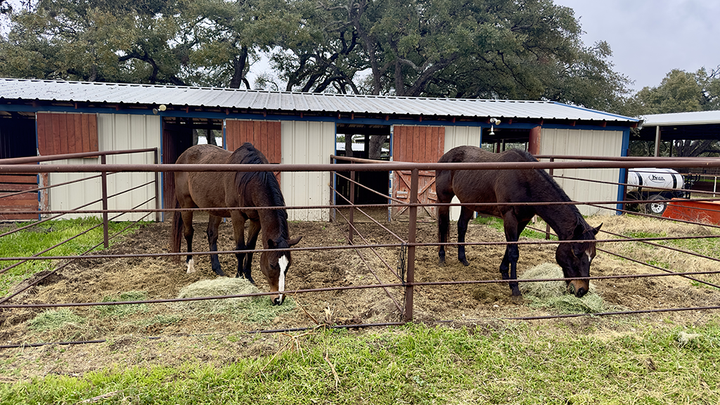 Dos caballos comiendo heno en paddocks cercados frente al edificio de caballerizas de Blue Moon Farm.