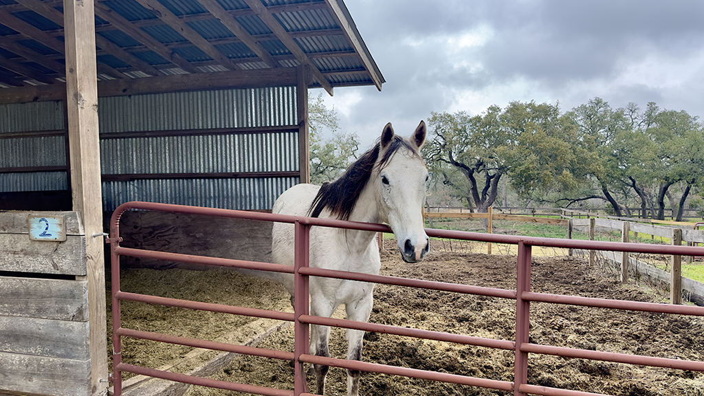 Un caballo gris de pie en una salida cercada junto a una suite cubierta del granero en Blue Moon Farm.
