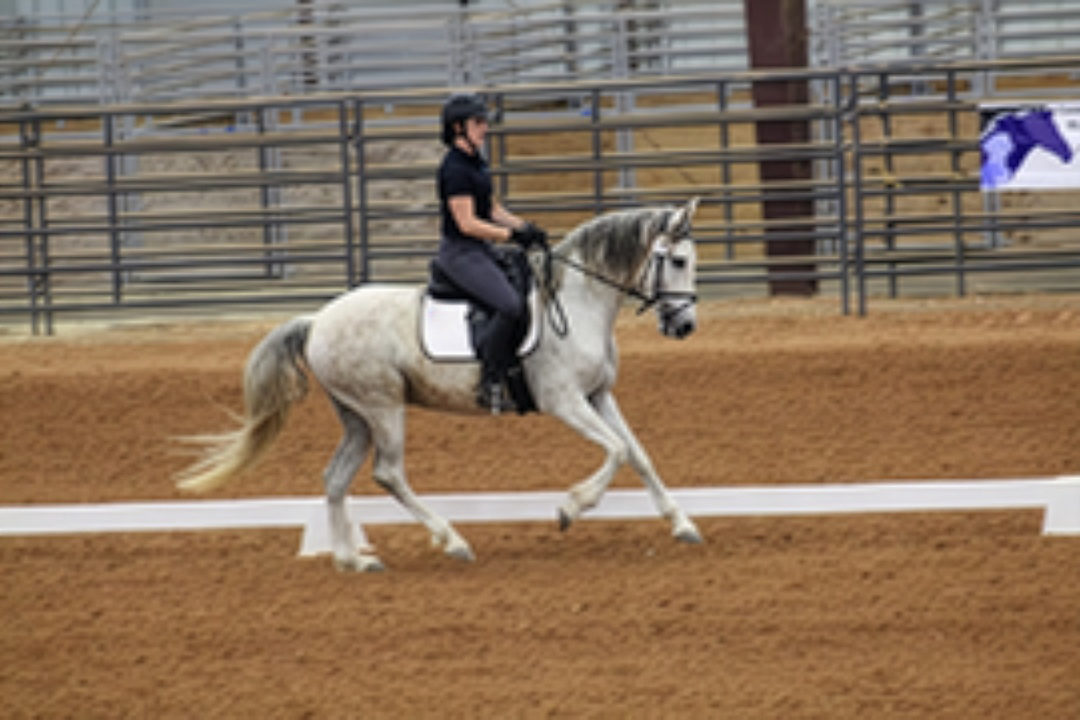Una persona con casco negro montando un caballo blanco dentro de una arena de doma cercada con marcadores de letras.