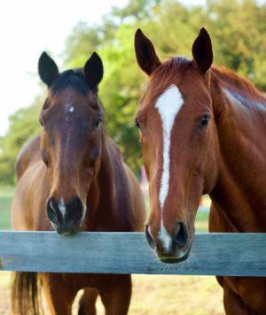 Dos caballos oscuros detrás de una cerca bajo los árboles.
