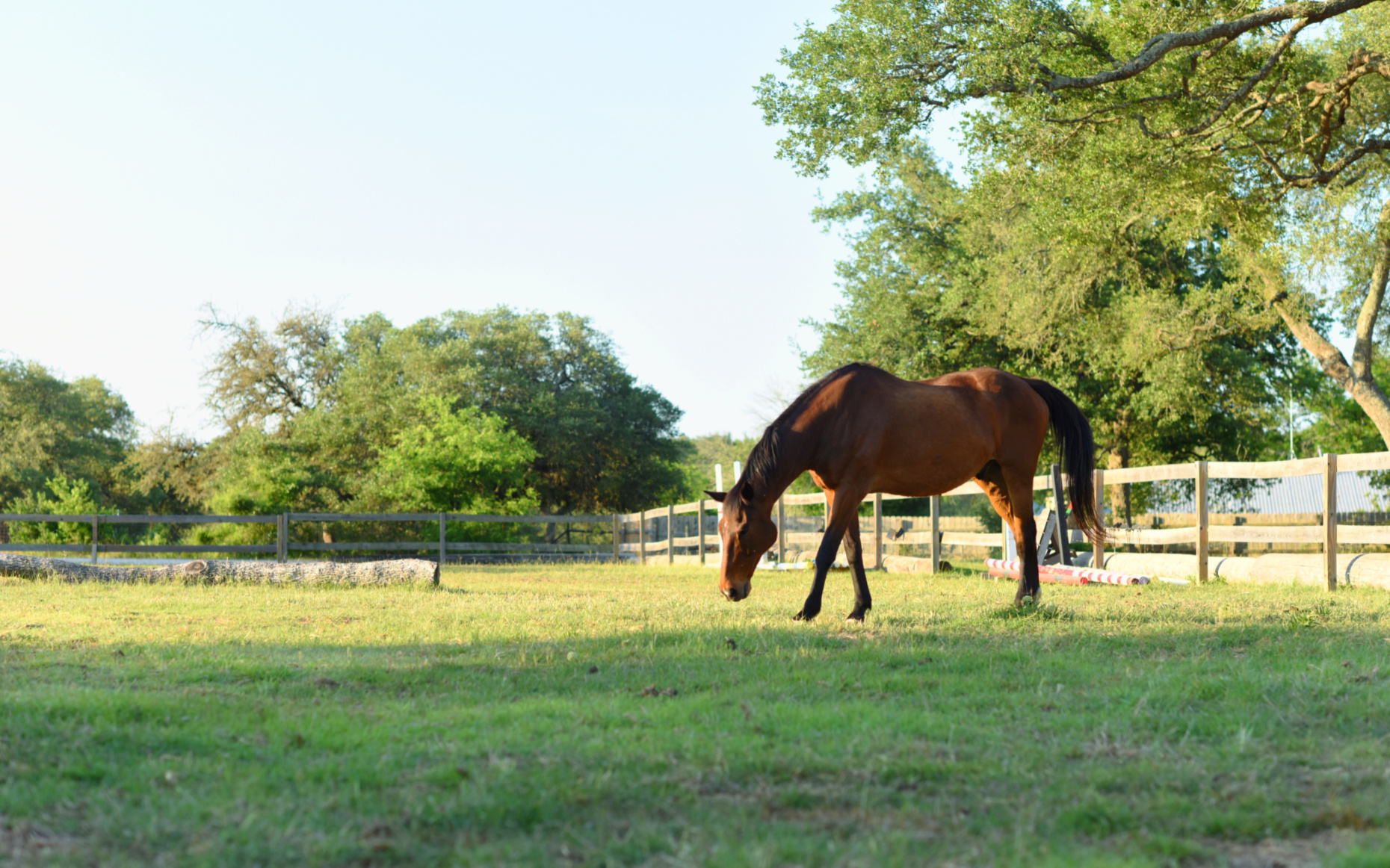 Un caballo mirando por encima de la puerta de un establo en Blue Moon Farm.